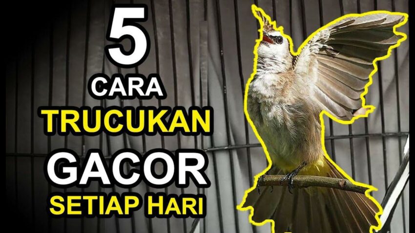 Tips Agar Burung Gacor Terjitu Setiap Hari